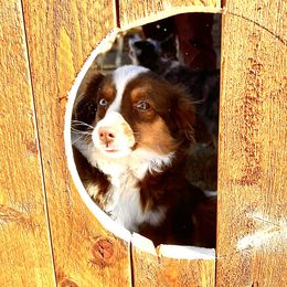 Foxey - Toy Australian Shepherd