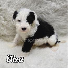 Eliza - Black and white female Sheepadoodle puppy in Iowa Falls, Iowa from Sheepadoodles of Iowa