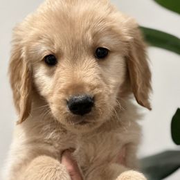 Oats - Golden Retriever puppy in Victorville, California from Martinez Goldens