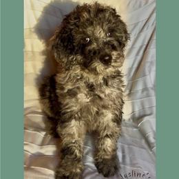 Linus - Merle male Goldendoodle puppy in Sterling, Connecticut from Justine’s Retrievers and Doodles