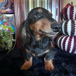 Fritz - Black and tan male Dachshund puppy in Argos, Indiana from TKO Doxies