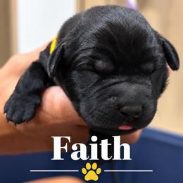 Faith - Black female Labrador Retriever puppy in Baldwin City, Kansas from Hedge Lane Labradors