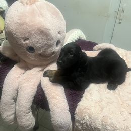 Afghan Hound Puppies from Kelli Kujawa