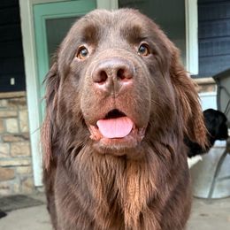 Maple - Newfoundland