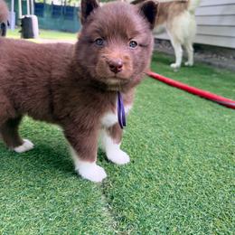 Laurel (Purple Collar) - Red and white female Siberian Husky puppy in Warwick, Rhode Island from Young Orchard Siberians