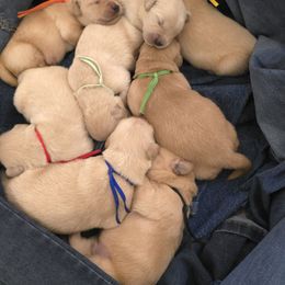 Pick 5 - Golden male Golden Retriever puppy in Cocoa, Florida from Furrever Goldens