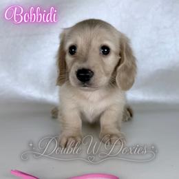 Bobbidi - Cream female Dachshund puppy in Alto, Texas from Double W Doxies