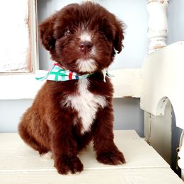 Aussiedoodles, Miniature Schnauzers, Poodles, and Toy Australian Shepherds from Southern Paws Kennels