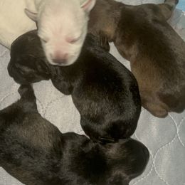 Miniature Schnauzer puppies from Krystle's Miniature Schnauzers