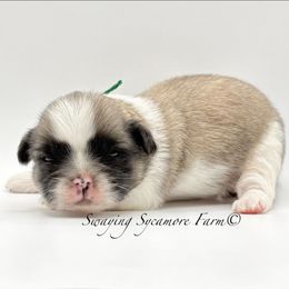 Brindle and White Male - Brindle and white male Shih Tzu puppy in Crawfordsville, Indiana from Swaying Sycamore Farm
