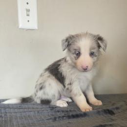 Zeke - Slate merle male Border Collie puppy in Gary, Indiana from Lake Ridge Border Collies