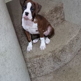 Boxer Puppies from Truax Farms