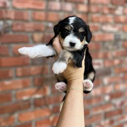 Australian Labradoodle, Bernedoodle, and Cavapoo Puppies from The Poodle Co. Raising Doodles & Poodles