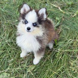 Flower - Black and white female Pomsky puppy in Lewiston, Minnesota from Family Pomsky