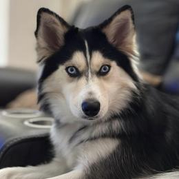 Stella - Pomsky