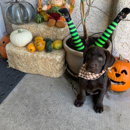 Golden Retriever and Labrador Retriever Puppies from All Around Retrievers