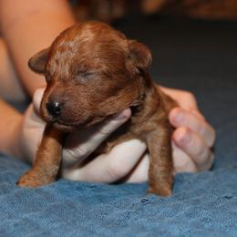 Sammy - Red  male Poodle puppy in Pottersville, Missouri from Christina Miller's Poodles