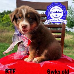 RTF pink collar - Red tri-color female Australian Shepherd puppy in Greenville, Texas from Amandas Aussies