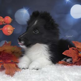 Reduced* Diamond - Shetland Sheepdog puppy in Elk, Washington from Asgard Shetland Sheepdogs