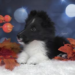 Reduced* Diamond - Shetland Sheepdog puppy in Elk, Washington from Asgard Shetland Sheepdogs