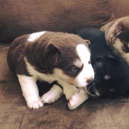 German Shepherds and Siberian Huskies from Stubbs Kennels