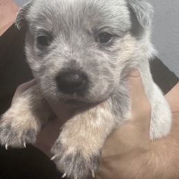 -Girl 1 - Blue female Australian Cattle Dog puppy in Kaufman, Texas from Emberwick Ranch