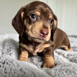 DOLLY - Chocolate and cream female Dachshund puppy in Fort Worth, Texas from Chadwick Farms Mini Dachshunds
