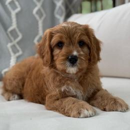 Sonny - Apricot male Cavapoo puppy in Holly Springs, North Carolina from Carolina Springs Breeding