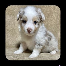 Bambi - Miniature Australian Shepherd puppy in Jacksonville, Texas from AG Toy & Mini Aussies