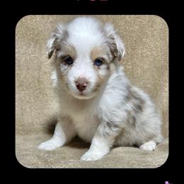 Bambi - Miniature Australian Shepherd puppy in Jacksonville, Texas from AG Toy & Mini Aussies