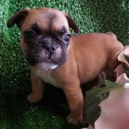 French Bulldog Puppies from Frog City Frenchies