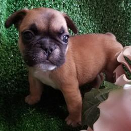 French Bulldog Puppies from Frog City Frenchies