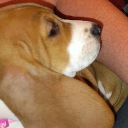 Basset Hounds and Bulldogs from Meadows farm
