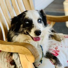 Shadow - Miniature Australian Shepherd