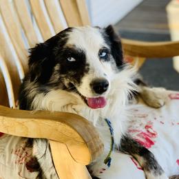 Shadow - Miniature Australian Shepherd