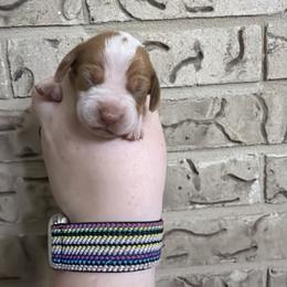 Sugar - Piebald female Dachshund puppy in Athens, Texas from County Road Puppies