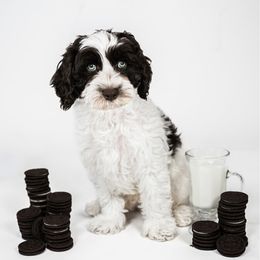 Australian Labradoodle Puppies from Sunny Day Doodles