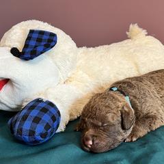 Boy 4 - Brown Chesapeake Bay Retriever puppy in Dayton, Ohio from Global Waters Chesapeakes