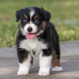 Josie - Black tri female Miniature American Shepherd puppy in San Benito, Texas from Vaquera's Miniature American Shepherds