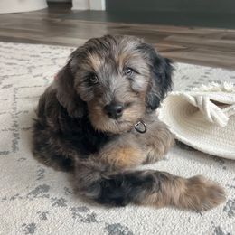 Pippin - Merle male Goldendoodle puppy in Holly Springs, Georgia from Libby Lou’s Goldendoodles