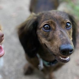 Dachshunds from Millys Pups