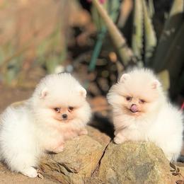 April - Cream female Pomeranian puppy in Stockton, California from Pommiepalace