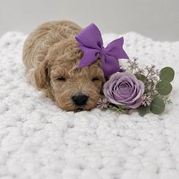 Purple girl - Cream female Poodle puppy in Waskom, Texas from Pearls & Curls doodles & poodles