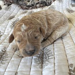 Boy 2 - Red  male Goldendoodle puppy in Bucyrus, Missouri from Hill Top Pomskies