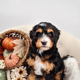Tradition - Tri-color male Bernedoodle puppy in Athens, Alabama from Brewing Doodles