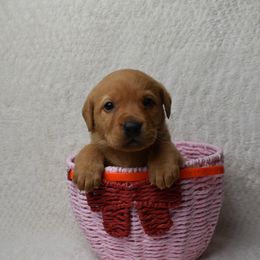 Orange Girl - Yellow female Labrador Retriever puppy in Angola, Indiana from Reniers Labrador Retrievers