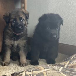 German Shepherd Puppies from Northwinds German Shepherds