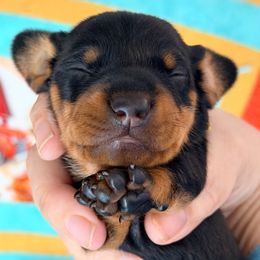 Coraline (yellow) - Black and tan female Dachshund puppy in Loris, South Carolina from Dogwood Mountain Dachshunds