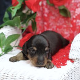 PIKE - Reserved - Black and tan male Dachshund puppy in Graceville, Florida from Misty's 101 Doxies