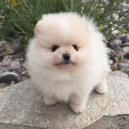 Super sweet white and cream parti boy from top winning show lines. - Cream parti male Pomeranian puppy in Pocatello, Idaho from Avalon Pomeranians